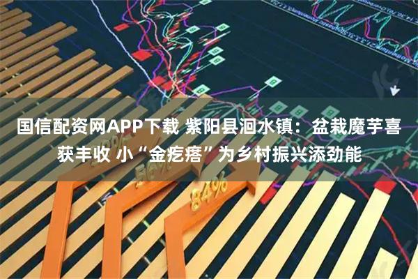 国信配资网APP下载 紫阳县洄水镇：盆栽魔芋喜获丰收 小“金疙瘩”为乡村振兴添劲能