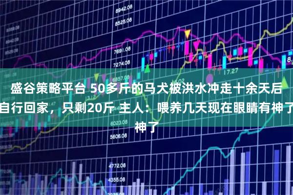 盛谷策略平台 50多斤的马犬被洪水冲走十余天后自行回家，只剩20斤 主人：喂养几天现在眼睛有神了